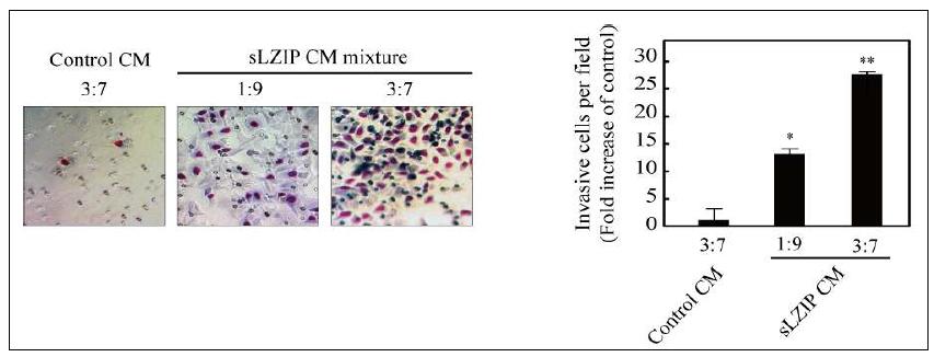 sLZIP을 과발현시킨 conditioned medium양에 따라 배양한 세포이동이 증가함.