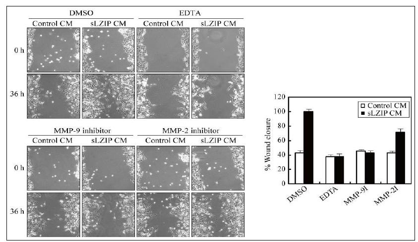 세포외 기질 분해효소 공통 억제제처리 (EDTA)와 MMP-9 억제제 처리시 sLZIP conditioned medium내의 세포 이주정도가 감소함.
