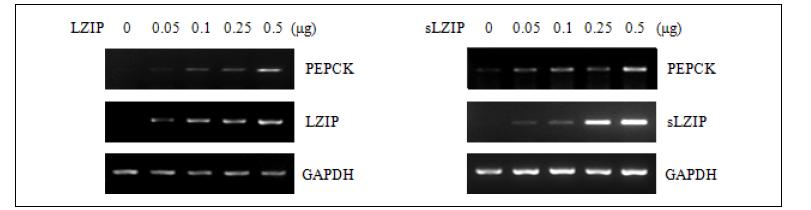 HepG2 간암세포에 LZIP(왼쪽 pannel) 과 sLZIP(오른쪽 pannel) 과발현량에 따라 PEPCK mRNA 레벨이 증가함.