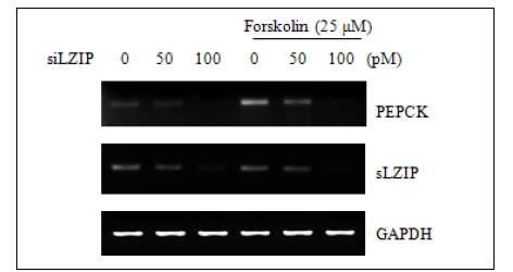 HepG2 간암세포에 활성제 Forskolin 처리와 비처리시 LZIP 또는 sLZIP knock down에 의해 PEPCK유전자 발현이 감소함.