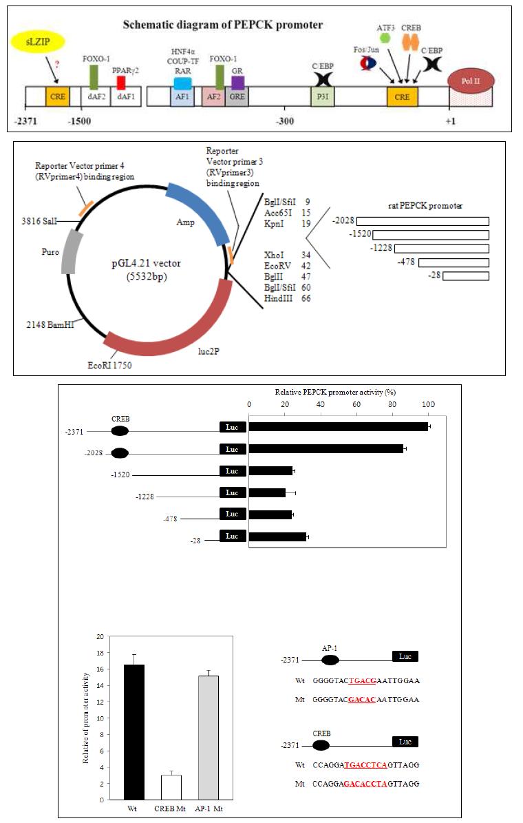 sLZIP이 CRE부위가 존재하는 PEPCK 유전자 활성도를 증가시킴과 CRE부위 mutation시 sLZIP에 의한 PEPCK 유전자 활성도가 감소함.