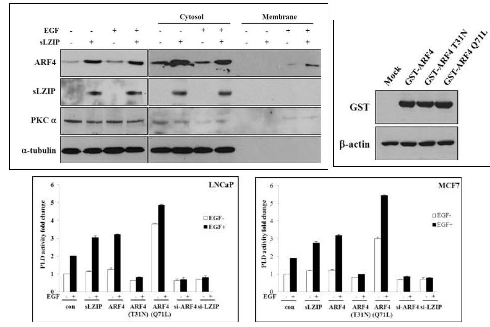 sLZIP 도입에 따른 ARF4의 세포내 분획 및 PLD 활성 측정