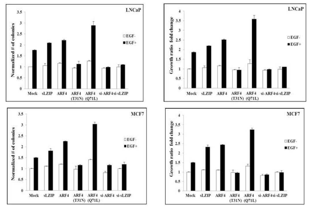 sLZIP 도입에 따른 ARF4 와 sLZIP 에 의한 세포 성장