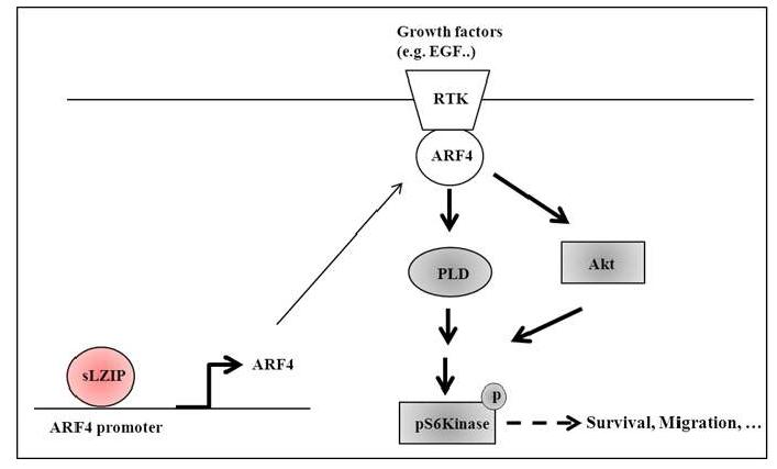 전립선암세포 내 sLZIP 도입에 따른 ARF4의 조절 기전