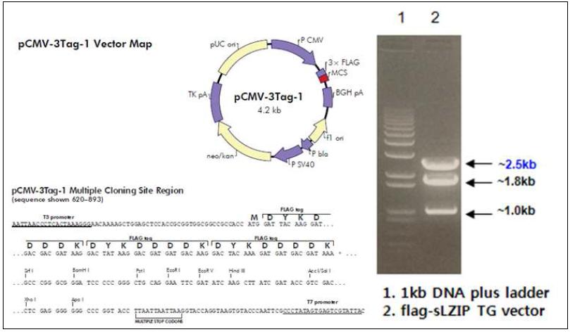 Microinjection용 sLZIP DNA를 restriction enzyme으로 digestion한 결과.