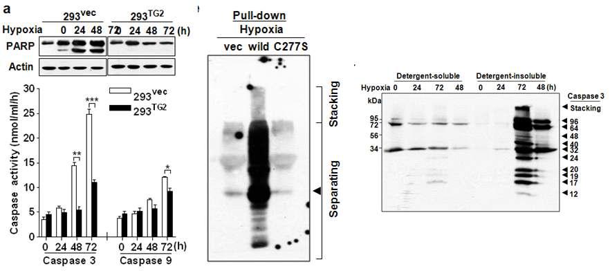 TG2에 의한 caspase 3 구조 및 활성 변화.