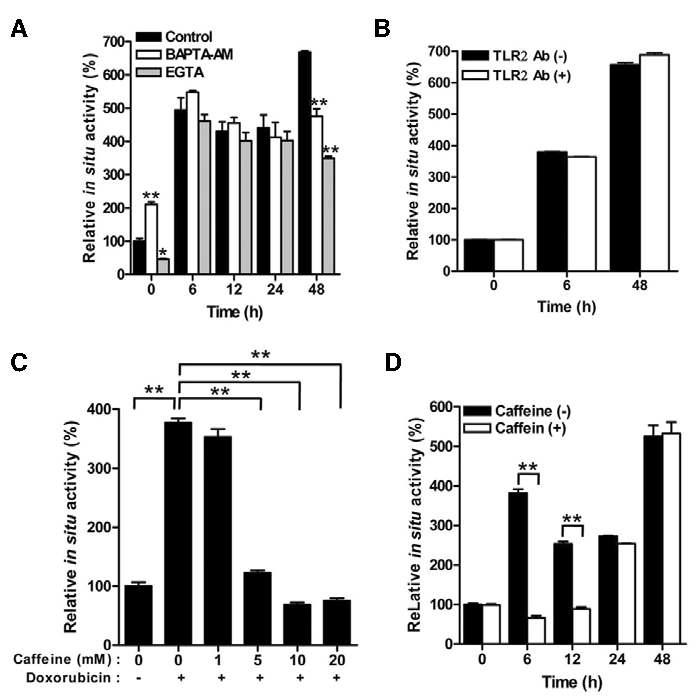 Doxorubicin 처리에 의한 TG2 활성화에 대한 calcium chelator와 TLR2, caffeine의 영향관찰.