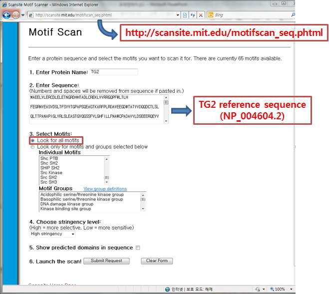 Scansite에서 TG2 protein sequence를 사용하여 putative motif를 찾음