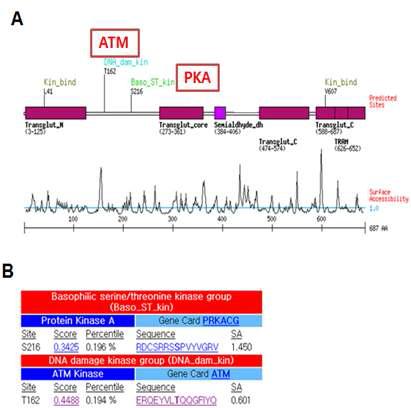 Scansite program을 사용하여 TG2의 phosphorylation motif를 검색한 결과