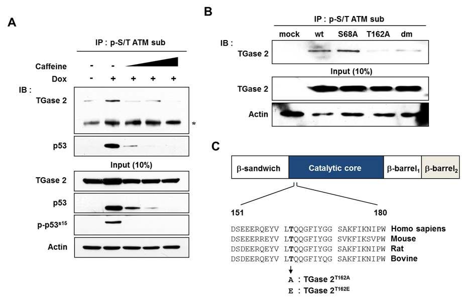 Genotoxic stress induces phosphorylation of TG2.