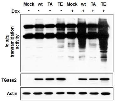 TG2 T162의 인산화 defective form과 mimic form의 세포내 활성