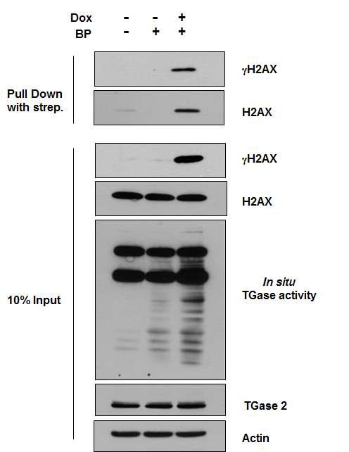 TG2의 기질로서의 H2AX. A549 세포주에 doxorubicin (2 μM)과 BP (500 μM)을 24시간 처리 후, streptavidin magnetic beads로 pulldown하여 γH2AX가 기질이 되는지 여부를 관찰.