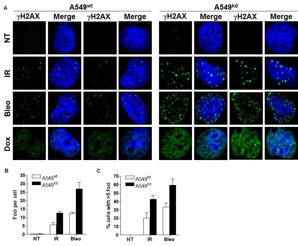 TG2 knockdown A549 세포주에서 유전독성 자극에 의한 γH2AX foci 형성. GFP나 TG2 knockdown A549세포주에 IR(8 Gy), Bleomycin(5 μg/ml), doxorubicin(2 μM)을 6시간 처리후, γH2AX foci.