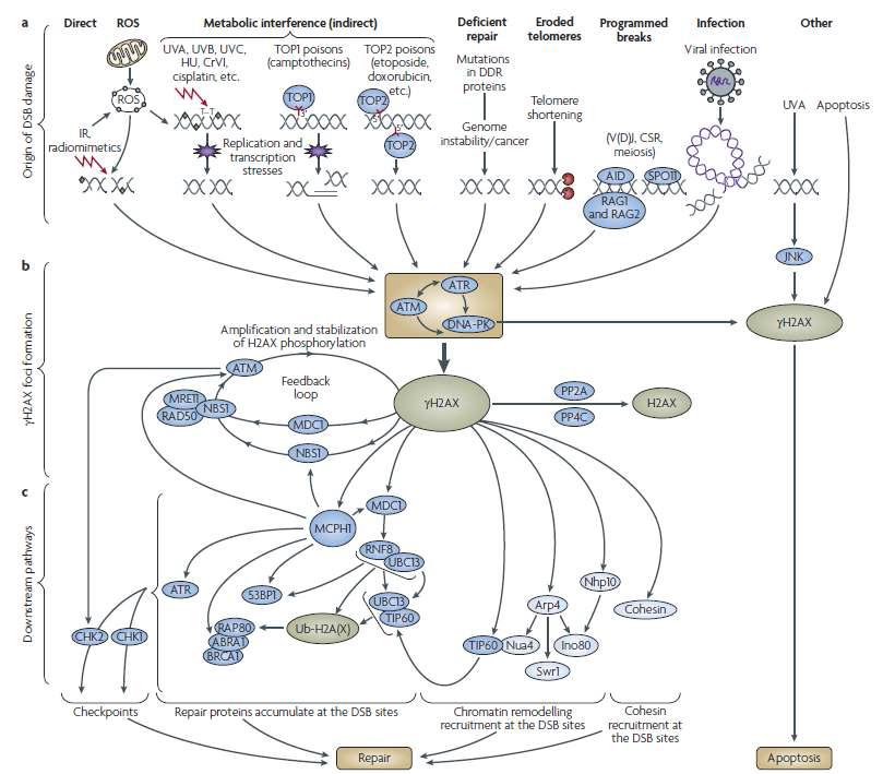 H2AX is a central component of numerous signaling pathways in response to DNA double-strand breaks.