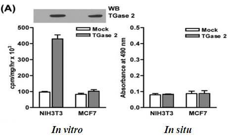 TG2의 in situ 활성과 in vitro 활성과의 관계.