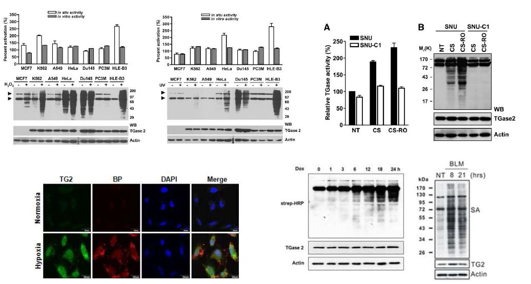 H2O2, UV, ischemia-reperfusion, hypoxic stress, doxorubicin or bleomycin 처리에 의해 세포내 TG2활성 증가.