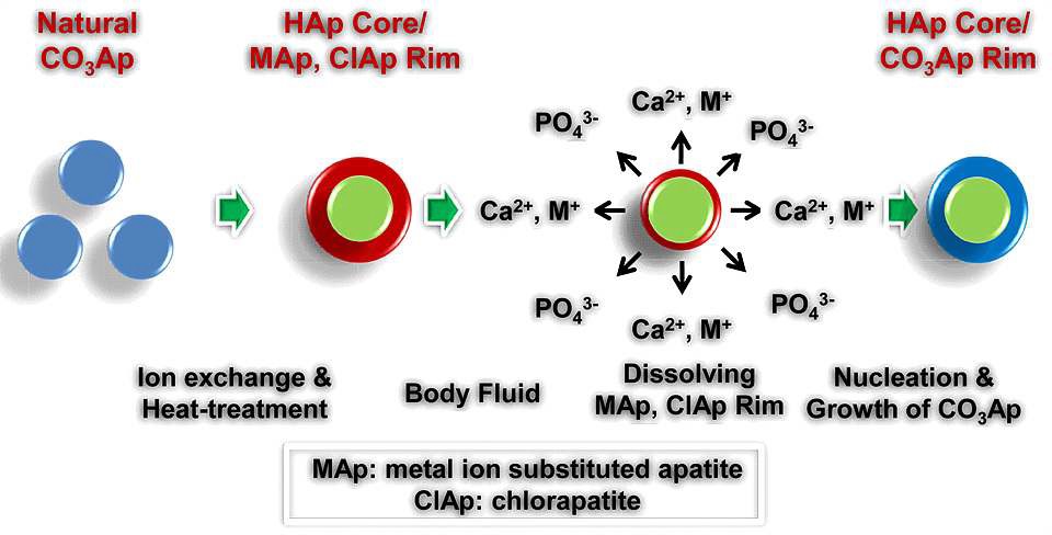 그림 111. HAp Core/MAp, ClAp Rim 구조를 갖는 이온 치환형 아파타이트의 생체활성 발현기전 모식도