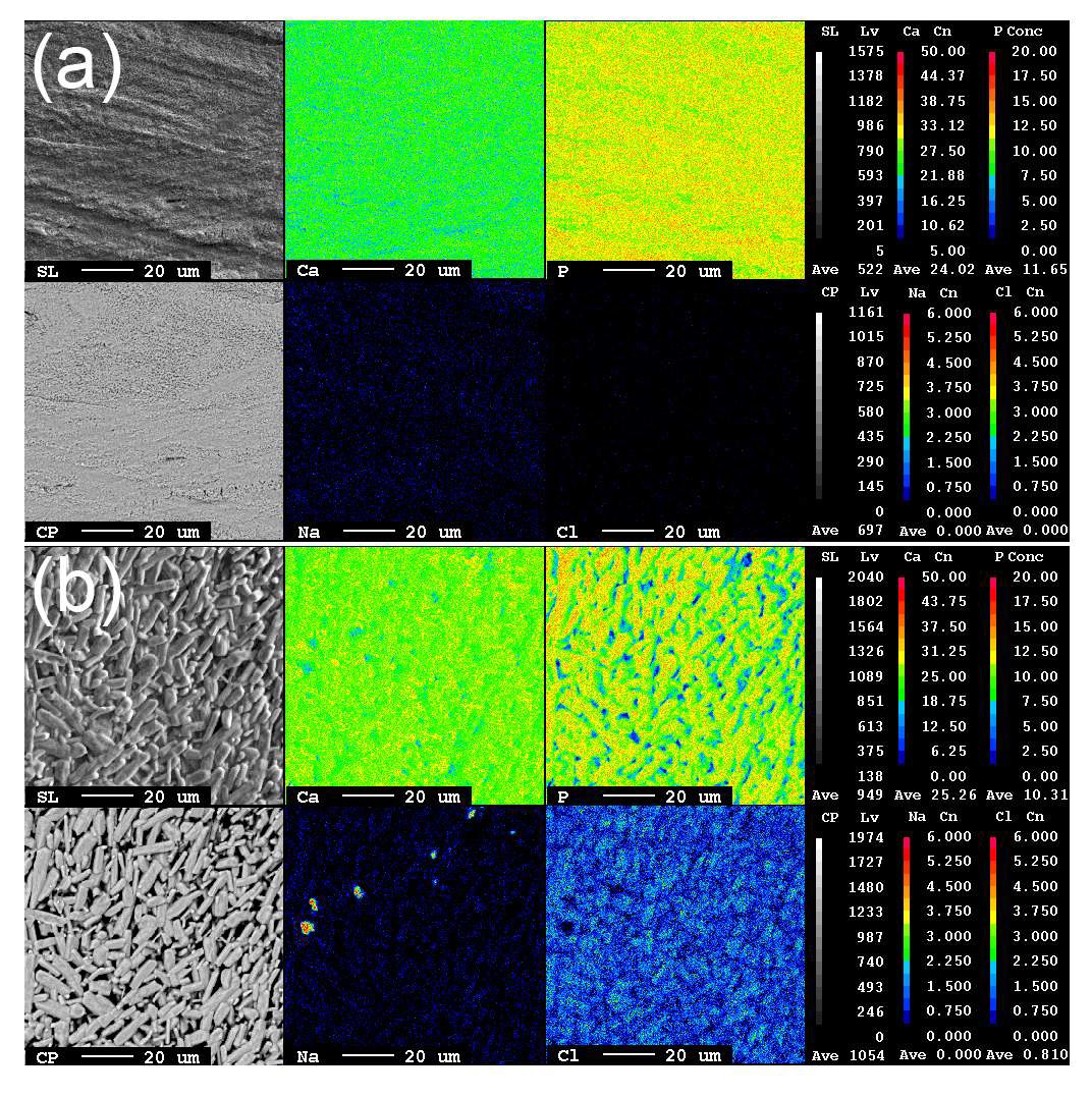 그림 15. 이온교환법을 통해 제조한 스마트형 염화아파타이트 과립의 SEM 사진과 EPMA 분석 결과