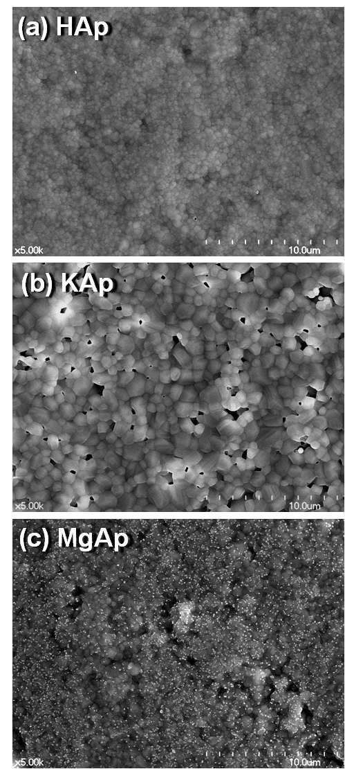 그림 21. 금속이온을 포함하는 아파타이트 과립의 소결 후 주사전자현미경 사진
