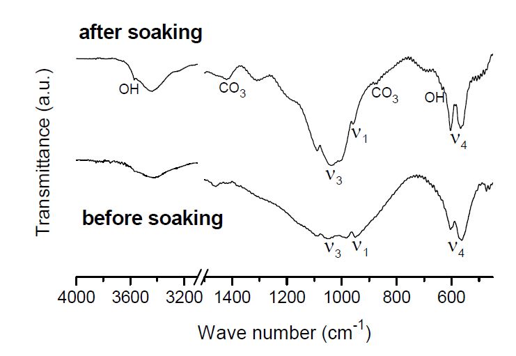 그림 27. 염화아파타이트를 의사체액 중에 일주일 침적 전 후의 FT-IR 측정결과.