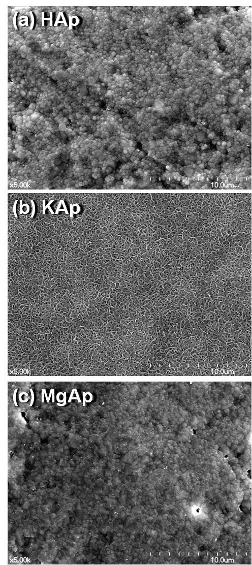 그림 33. (a)수산화 아파타이트 소결체, (b)K을 포함하는 아파타이트 소결체, (c)Mg을 포함하는 아파타이트 소결체를 의사체액 중에 7일간 침적한 후의 주사전자현미경 사진
