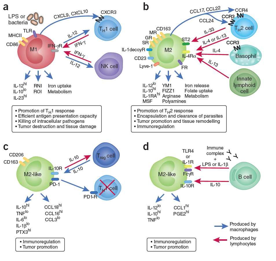 면역세포의 분화와 phenotype에 따른 역할