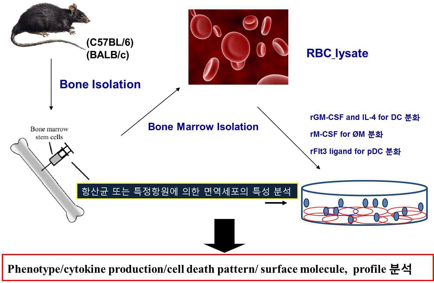 골수유래 면역세포 분화 모식도