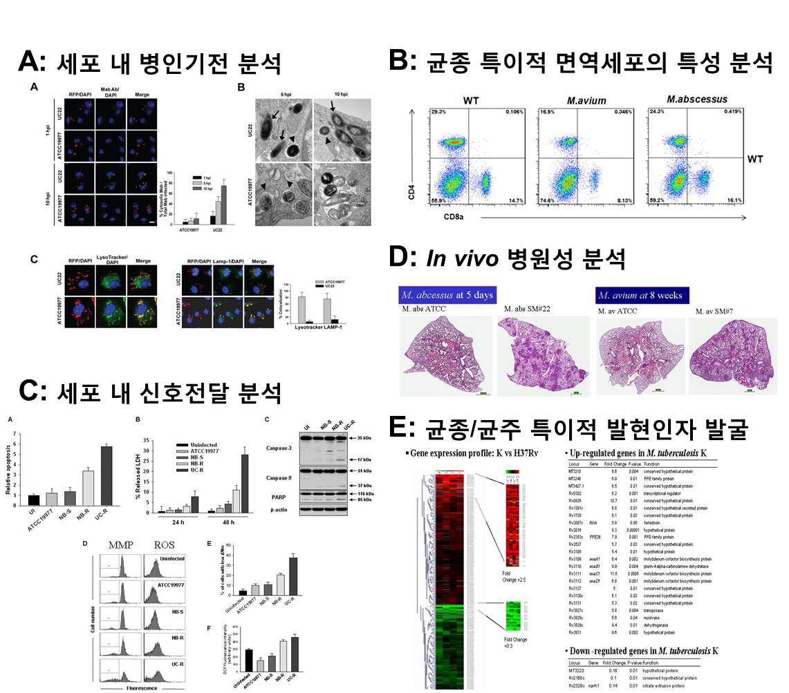 균종/균주 특이성 병인기전 규명예시