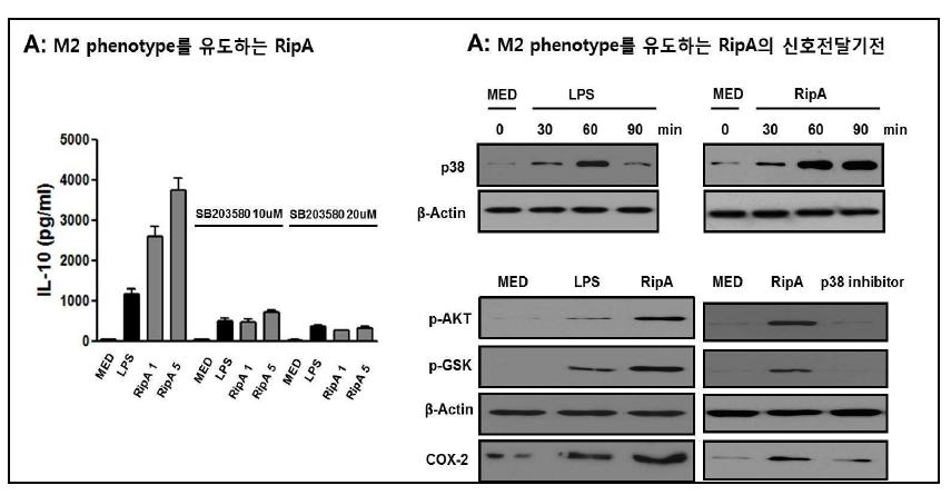 결핵균 항원에 의한 M2 polarization과 관련 기전분석 예시