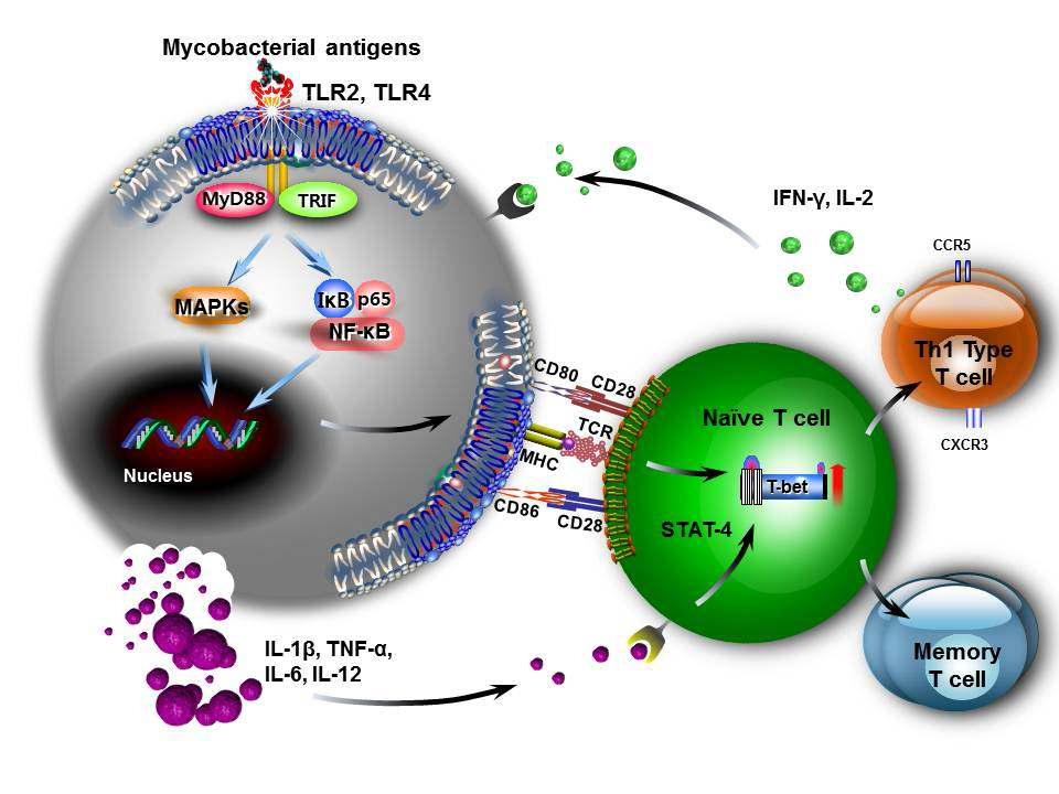 면역세포 수용체와 관련 기전 규명 모식도