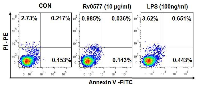Rv0577의 세포독성 확인