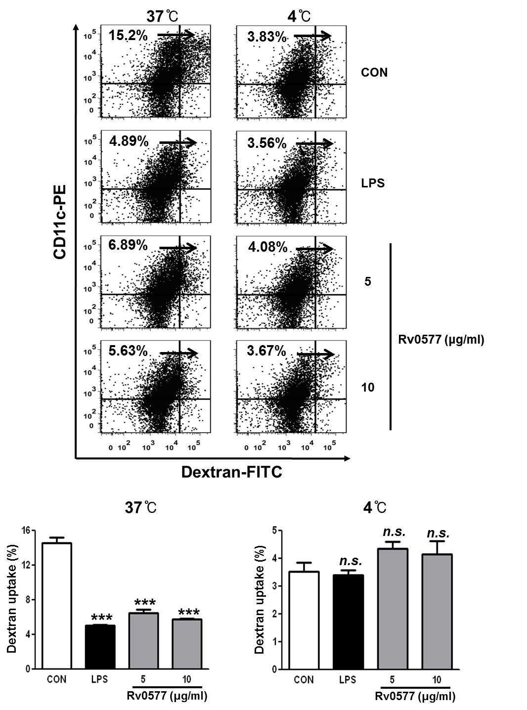 Rv0577에 의한 수지상세포의 dextran uptake 측정