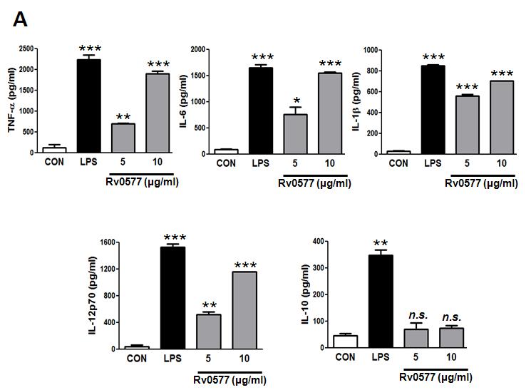 Rv0577에 의한 cytokine 분비 양상 분석