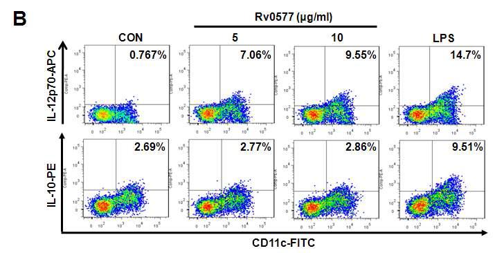 Rv0577에 의한 IL-12p70의 생성