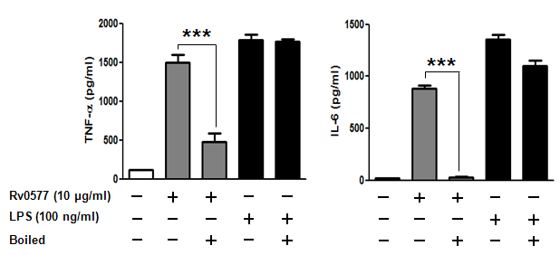 Rv0577의 endotoxin 오염여부 규명-2