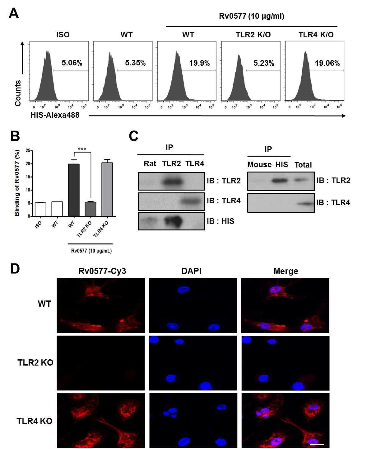 Rv0577의 TLR2 binding 규명 다는 것을 확인하였음