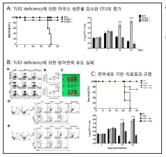 면역세포 기반 치료효과 규명 예시 ,