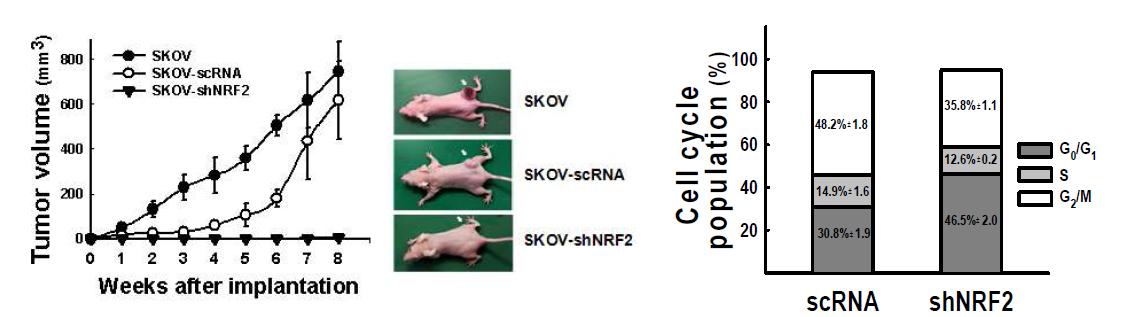 마우스 종양이식 모델에서 NRF2 넉다운 SKOV3 세포주의 종양성장 및 세포주기 분석