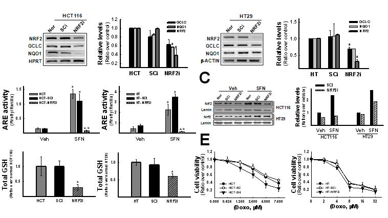 NRF2 영구 넉다운 대장암 세포주 확립.