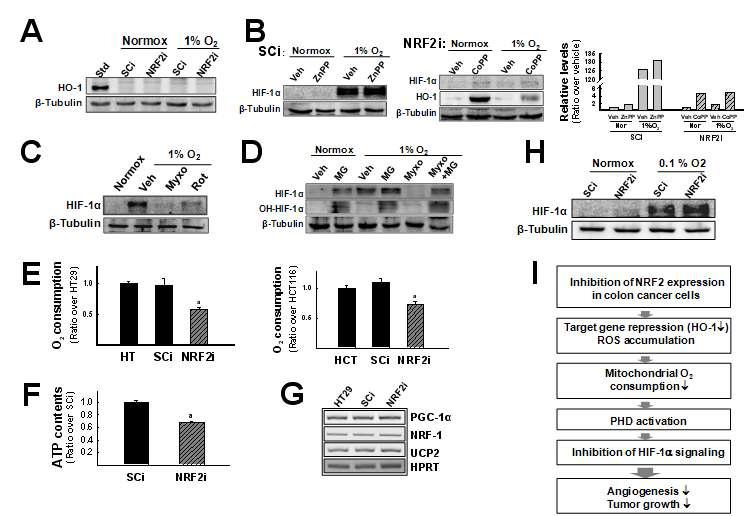 NRF2 넉다운 세포주의 산소 소모량 억제와 그에 의한 HIF1α 억제와의 상관성