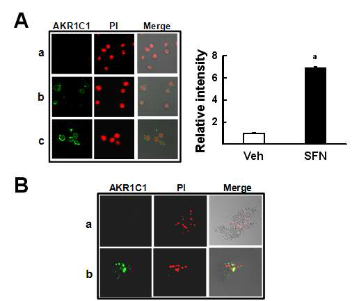 THP-1 및 인간의 단핵구에서 SFN에 의한 AKR 발현증가