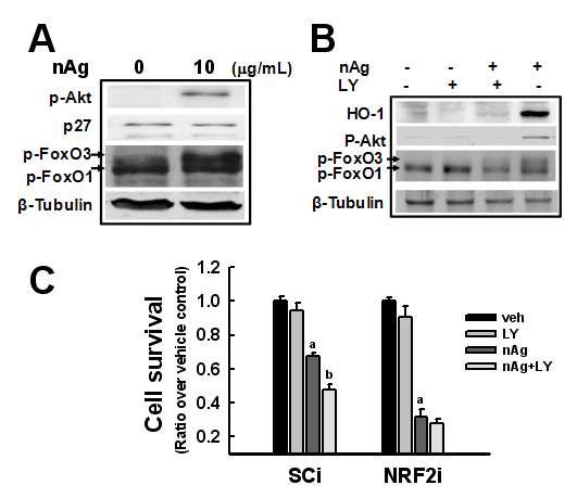 PI3K 신호계는 HO-1 발현조절을 통한 nanoAg 감수성 결정에 기여함.