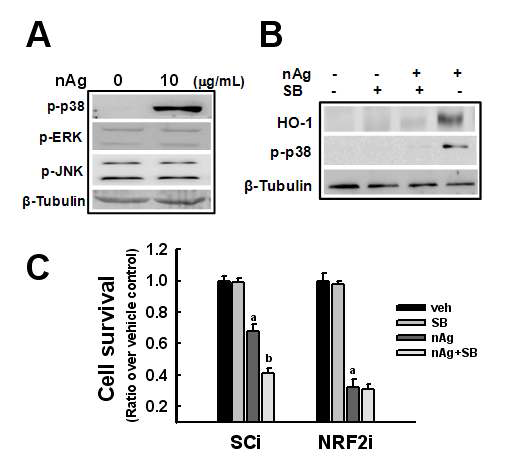 p38 신호계는 HO-1 발현조절을 통한 nanoAg 감수성 결정에 기여함.