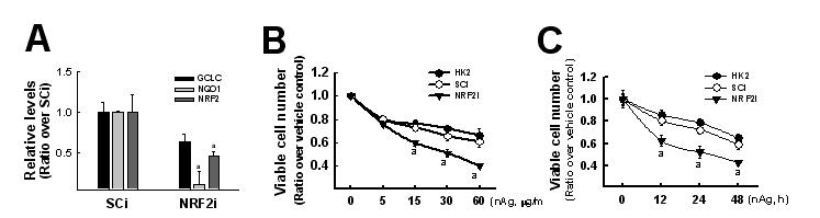 신장상피세포에서 NRF2 넉다운에 의한 nanoAg 세포독성 감수성 증가