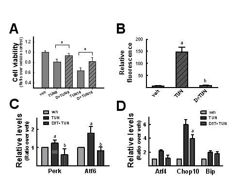 Nrf2 유도 발현제 D3T에 의한 tunicamycin 유도 ERstress 및 세포사 억제