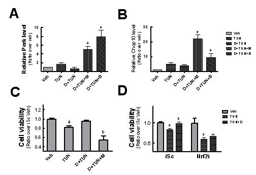 D3T에 의한 tunicamycin 유도 ER stress와 proteasome 발현과의 연관성