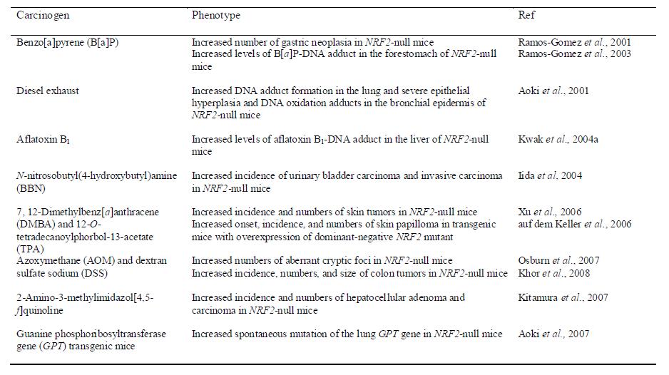 NRF2 넉아웃 마우스의 발암물질 감수성