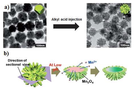 그림. a) 성게모양의 산화망간 나노물질의 모형도 b) 암세포와 같은 낮은 pH를 갖는 세포 내에서 성게모양의 산화망간 나노물질의 분해과정에 대한 개념도