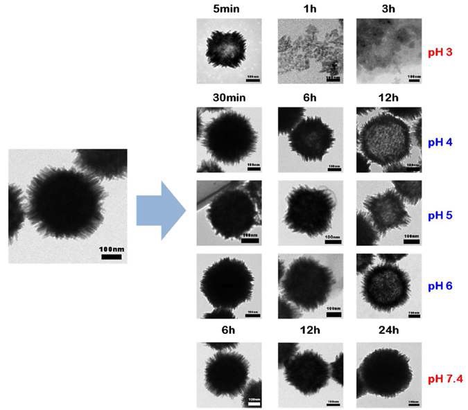 그림. TEM 이미지 상에서 약 산성 조건인 pH 6에서도 시간이 지남에 따라 성게모양의 산화망간 나노입자의 내부가 녹아나가는 현상을 확인