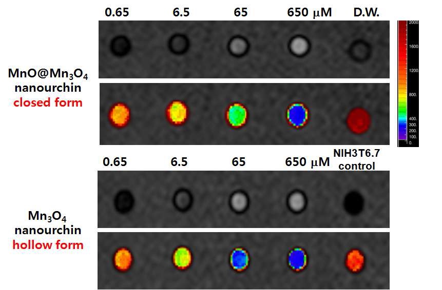 그림. 산화망간 나노입자의 MRI조영효과 확인